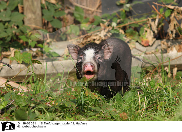 Hngebauchschwein / pot-bellied pig / JH-03091