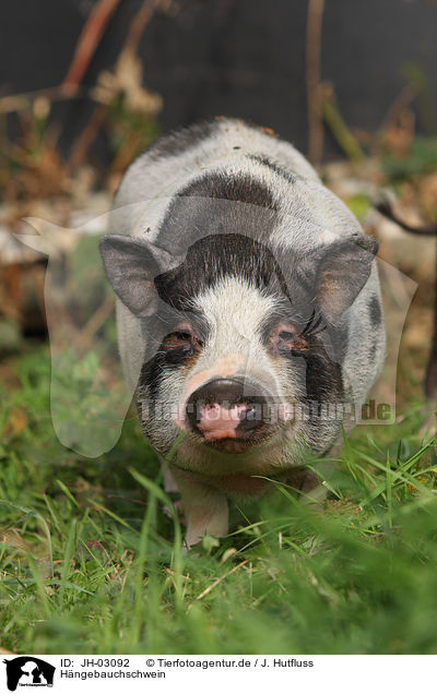 Hngebauchschwein / JH-03092