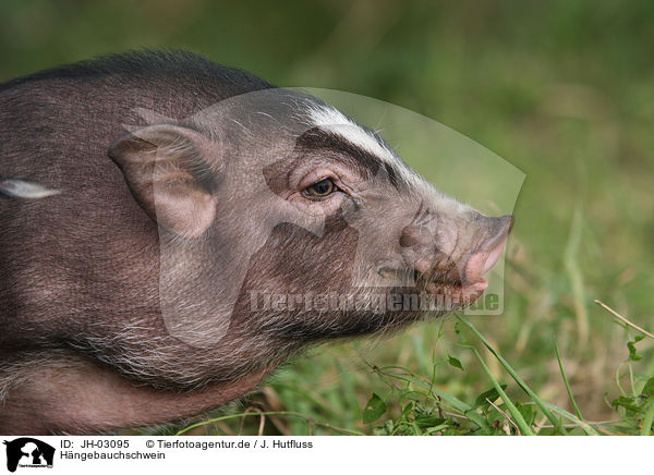 Hngebauchschwein / pot-bellied pig / JH-03095