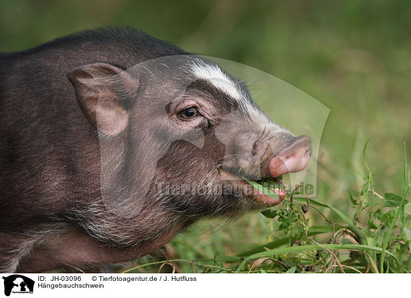 Hngebauchschwein / pot-bellied pig / JH-03096