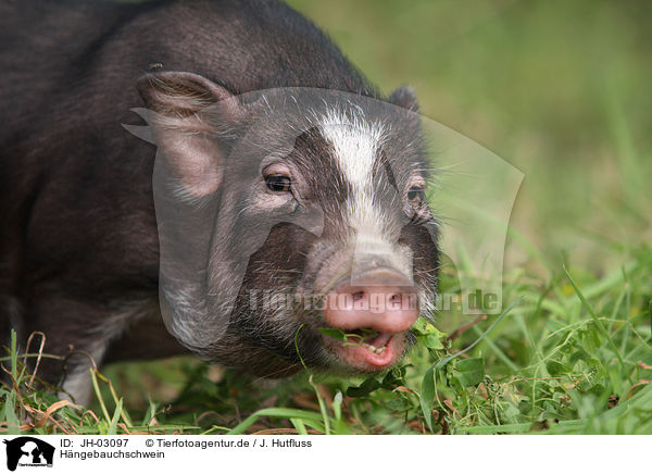 Hngebauchschwein / pot-bellied pig / JH-03097