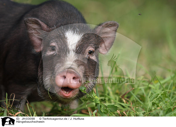 Hngebauchschwein / pot-bellied pig / JH-03098