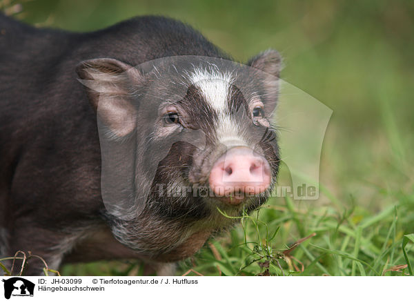 Hngebauchschwein / pot-bellied pig / JH-03099