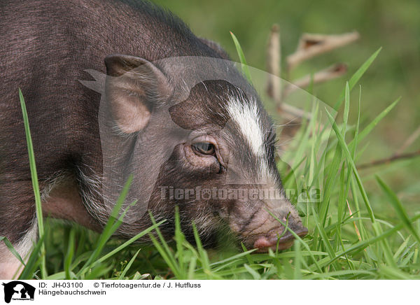 Hngebauchschwein / pot-bellied pig / JH-03100