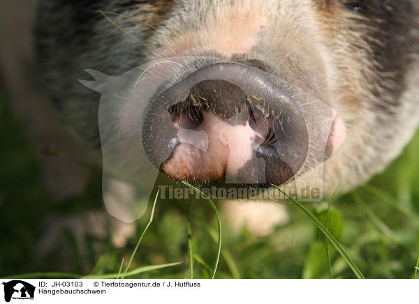 Hngebauchschwein / pot-bellied pig / JH-03103