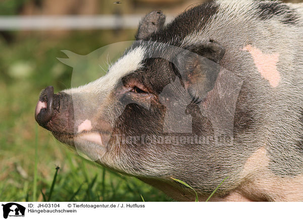 Hngebauchschwein / pot-bellied pig / JH-03104