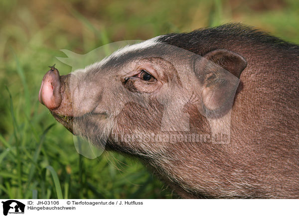 Hngebauchschwein / pot-bellied pig / JH-03106