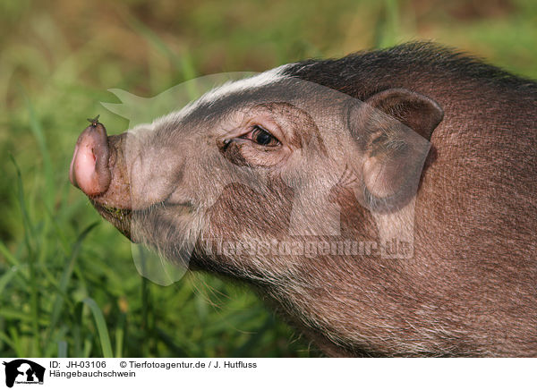 Hngebauchschwein / JH-03106