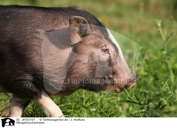 Hngebauchschwein / pot-bellied pig / JH-03107