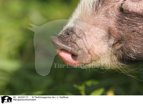 Hngebauchschwein / pot-bellied pig / JH-03111