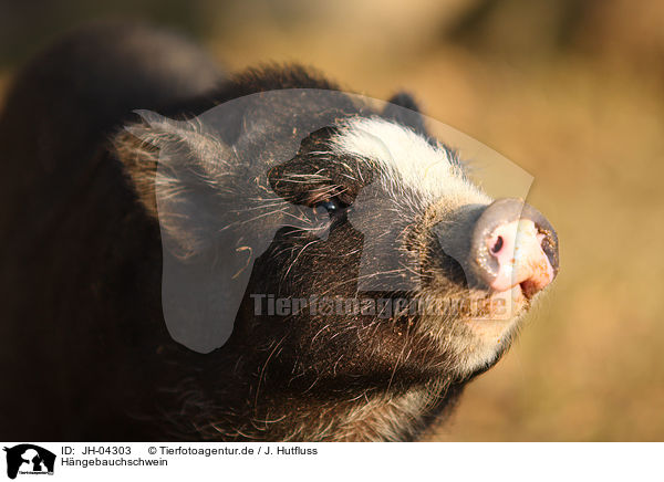 Hngebauchschwein / pot-bellied pig / JH-04303