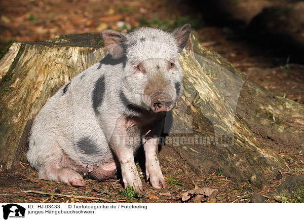 junges Hngebauchschwein / young pot-bellied pig / HJ-03433