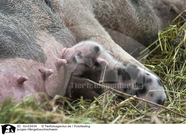 junges H�ngebauchschwein / HJ-03434