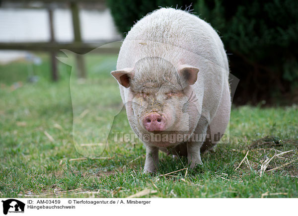 Hngebauchschwein / pot-bellied pig / AM-03459