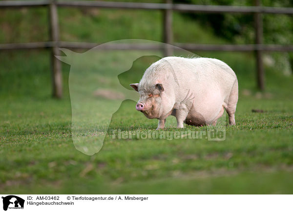 Hngebauchschwein / pot-bellied pig / AM-03462