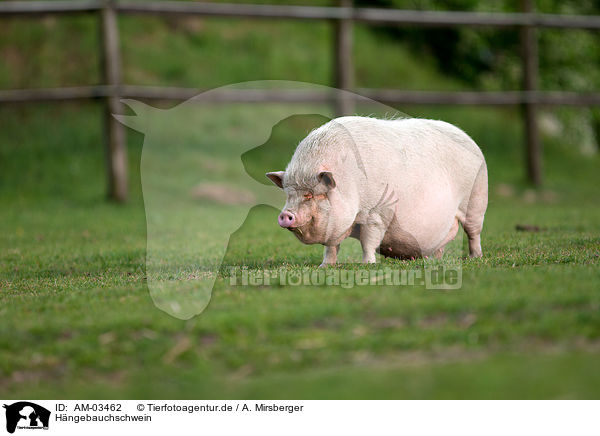 Hngebauchschwein / AM-03462