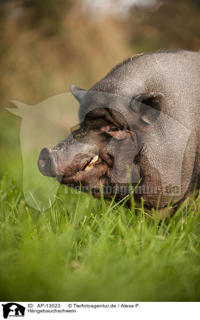 Hngebauchschwein / pot-bellied pig / AP-13023