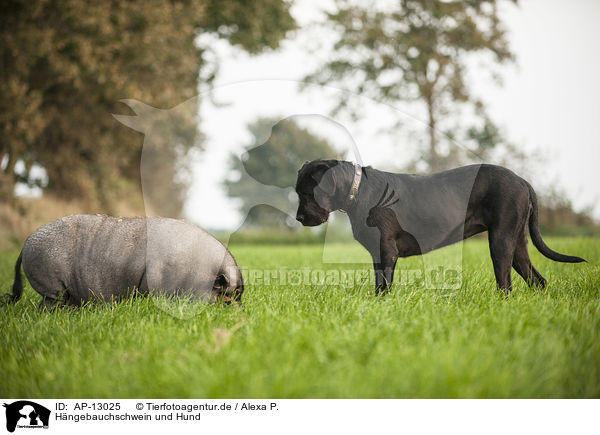 Hngebauchschwein und Hund / AP-13025