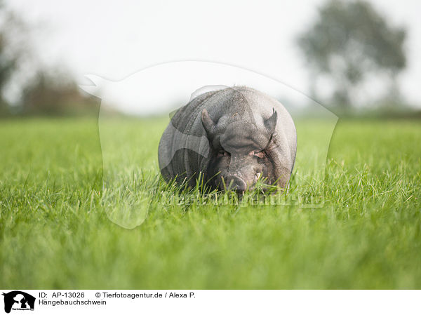 Hngebauchschwein / pot-bellied pig / AP-13026