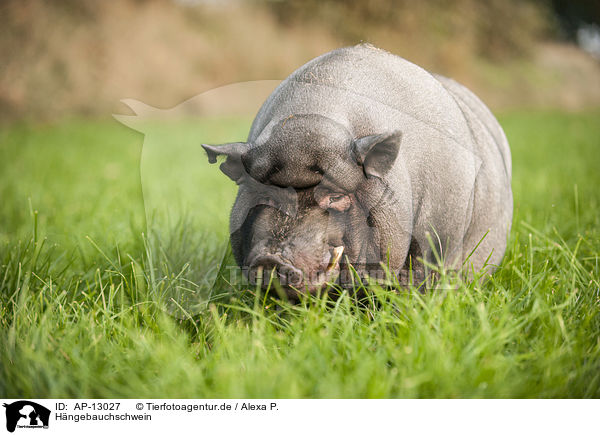 Hngebauchschwein / AP-13027