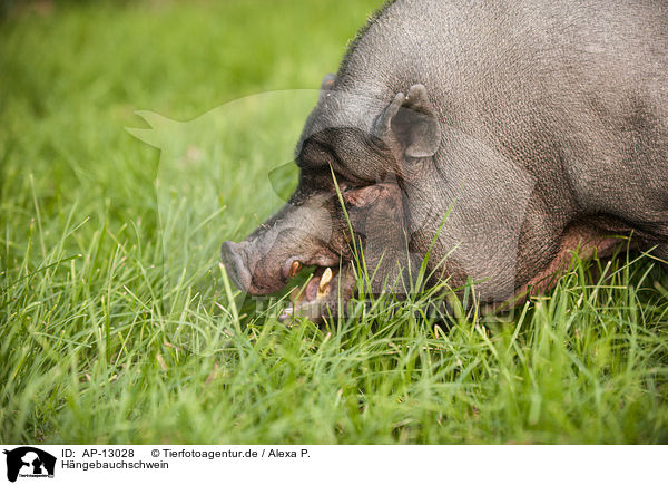 Hngebauchschwein / pot-bellied pig / AP-13028