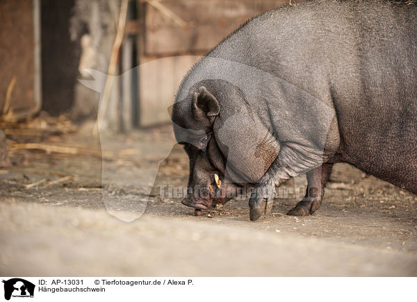 Hngebauchschwein / pot-bellied pig / AP-13031