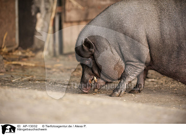 Hngebauchschwein / AP-13032