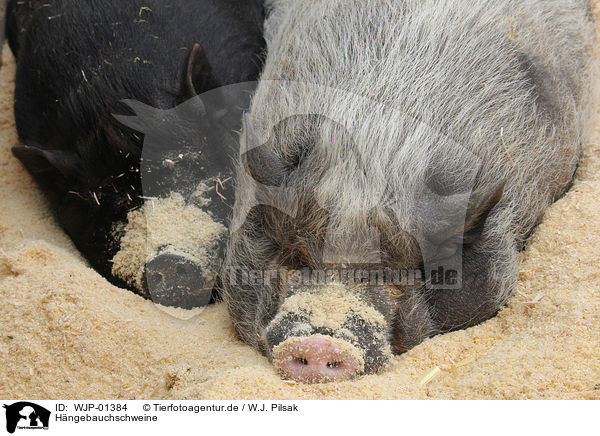 Hngebauchschweine / pot-bellied pigs / WJP-01384