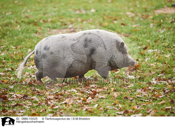 Hngebauchschwein / DMS-10025