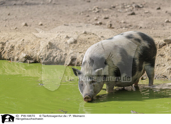 Hngebauchschwein / pot-bellied pig / PW-18670