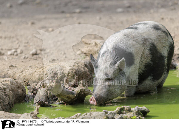 Hngebauchschwein / pot-bellied pig / PW-18675
