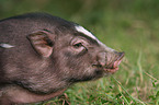 Hngebauchschwein