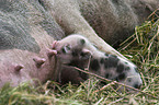 junges Hngebauchschwein