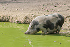 Hngebauchschwein
