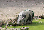 Hngebauchschwein