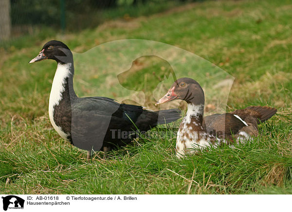 Hausentenprchen / duck pair / AB-01618