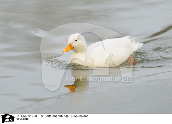 Hausente / duck / DMS-04288