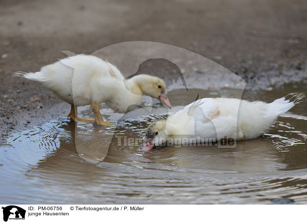 junge Hausenten / jung mire ducks / PM-06756
