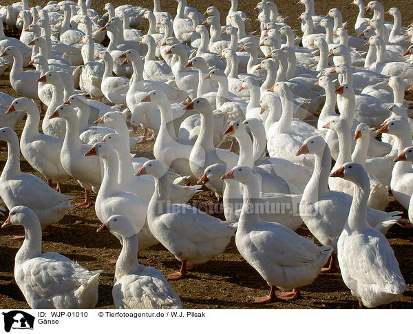 Gnse / geese / WJP-01010