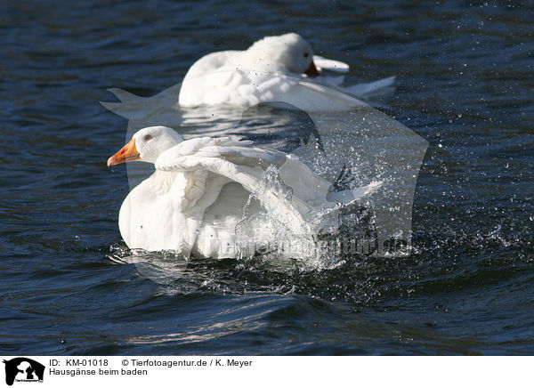 Hausgnse beim baden / bathing geese / KM-01018