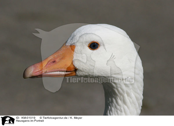 Hausgans im Portrait / goose / KM-01019