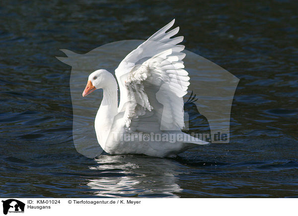 Hausgans / goose / KM-01024