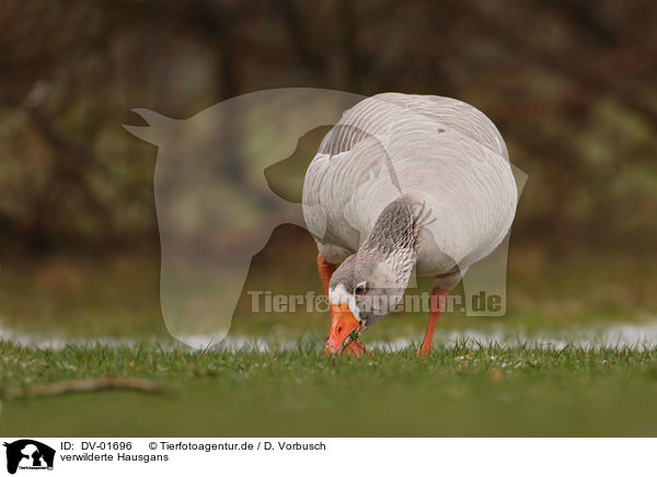 verwilderte Hausgans / goose / DV-01696