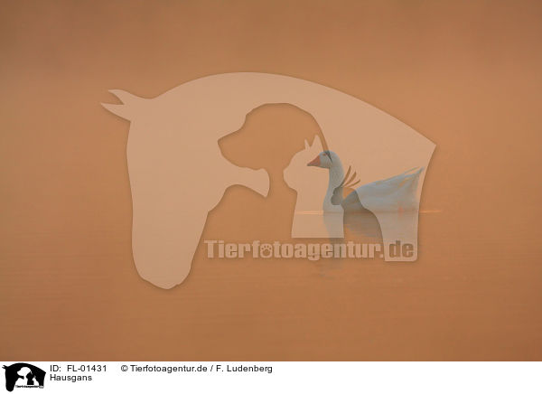 Hausgans / goose / FL-01431