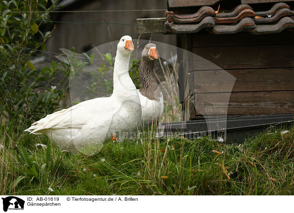 Gnseprchen / goose couple / AB-01619
