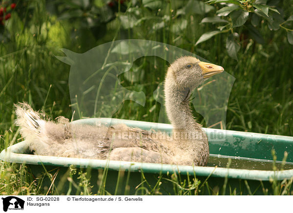 Hausgans / goose / SG-02028