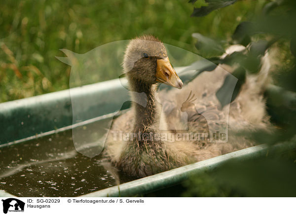Hausgans / goose / SG-02029
