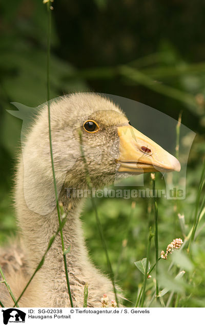 Hausgans Portrait / SG-02038