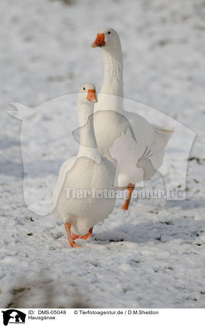 Hausgnse / geese / DMS-05048