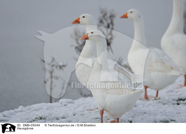 Hausgnse / geese / DMS-05049